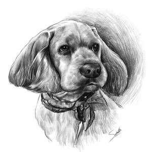 Dog Sketch