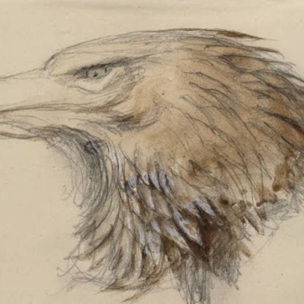 Hawk Drawing